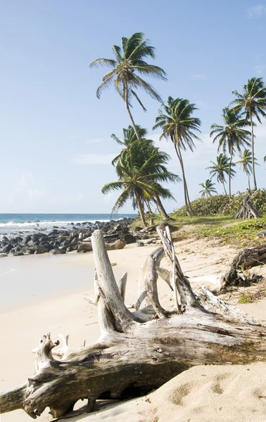 Drijfhout coconut palmbomen onontwikkelde beach maïs eiland nicaragua — Stockfoto