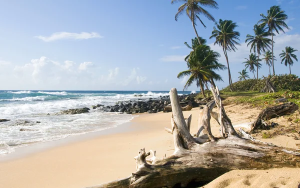 棕榈树欠发达的海滩内容点南边玉米岛 — 图库照片
