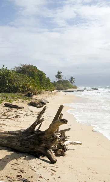 Drijfhout coconut palmbomen onontwikkelde beach maïs eiland nicaragua — Stockfoto