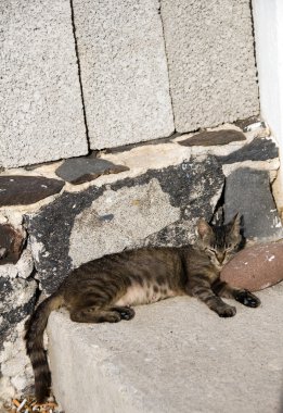 güneş ışığı Yunan Adaları içinde uyuyan kedi