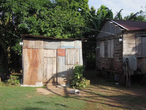 Chien dormir zinc tôle maison Corn Island Nicaragua — Photo