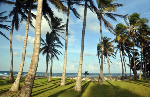 Arvoredo de coqueiros por praia ilha de milho — Fotografia de Stock