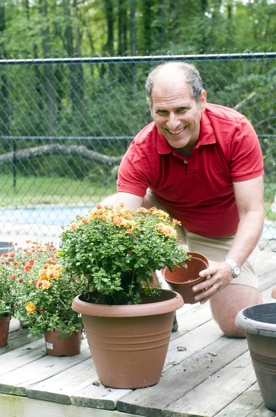 Man gardening planting mums — Stock Photo, Image