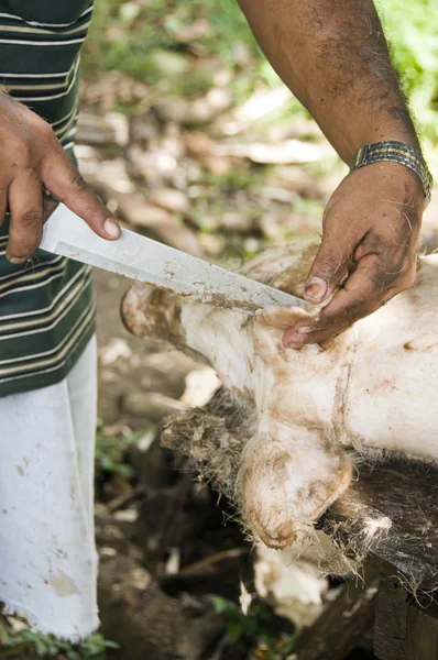 Homme boucherie porc nicaragua porc — Photo