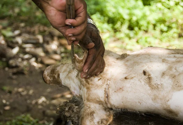 Rakning hog för styckning nicaragua — Stockfoto