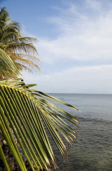 Palmträd över Karibiska havet — Stockfoto