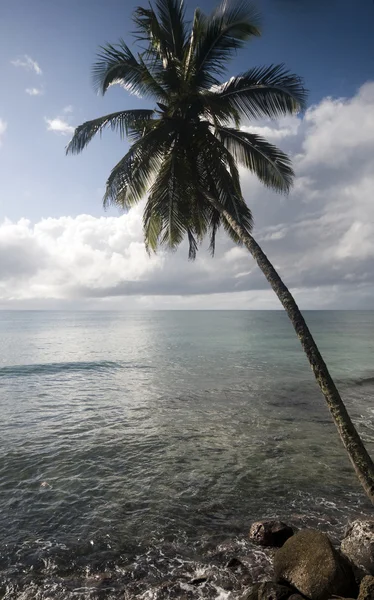 Coconut tree over caribbean sea — Stock Photo, Image