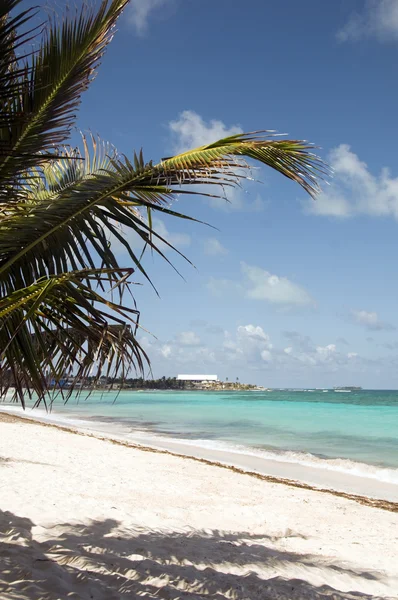 Stranden palm tree san luis andres island colombia Sydamerika — Stockfoto