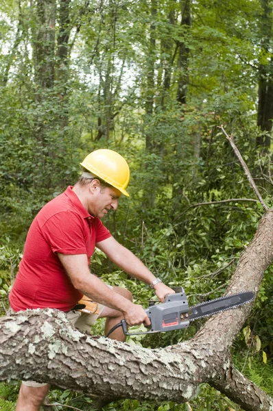 Baumchirurg mit Kettensäge umgestürzter Baum — Stockfoto