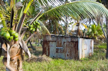 tipik ev Mısır ada nicaragua