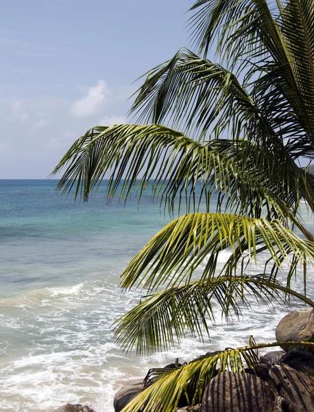 Palm tree over caribbean sea nicaragua — Stock Photo, Image