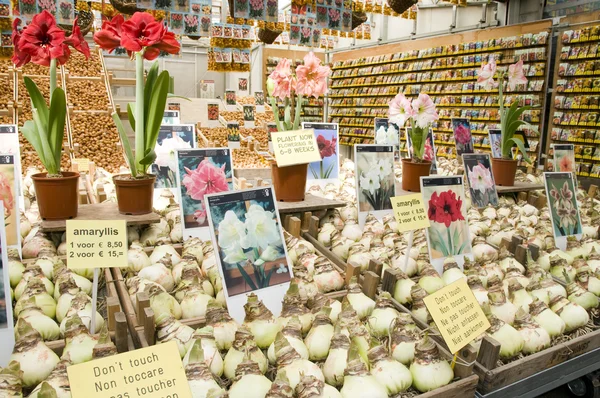 Virág izzó üzem store kijelző virág piaci Amszterdam — Stock Fotó