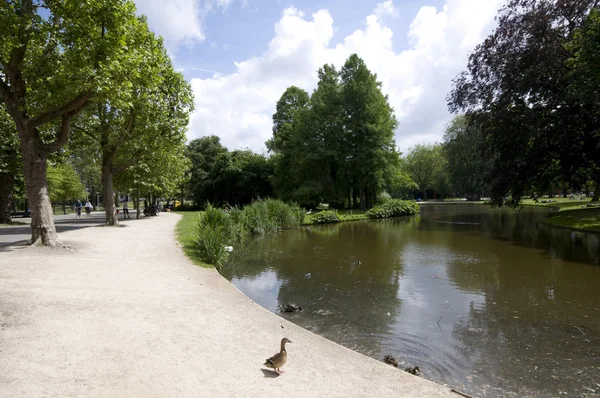 Pond with ducks vondel park amsterdam — Stock Photo, Image