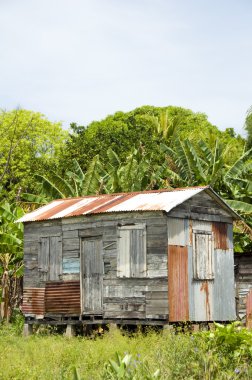 harap çinko fıçı tahtası ev orman Mısır Island nicaragua