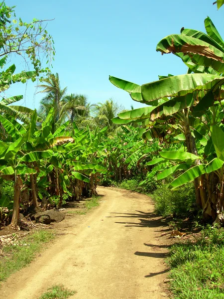 Camino de tierra a través de plantación de banano Big Corn Island Nicaragua —  Fotos de Stock