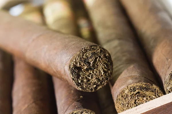 Cigarros hechos a mano de calidad de Nicaragua — Foto de Stock