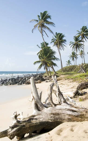 Madera a la deriva cocoteros playa subdesarrollada Corn Island Nicaragua — Foto de Stock