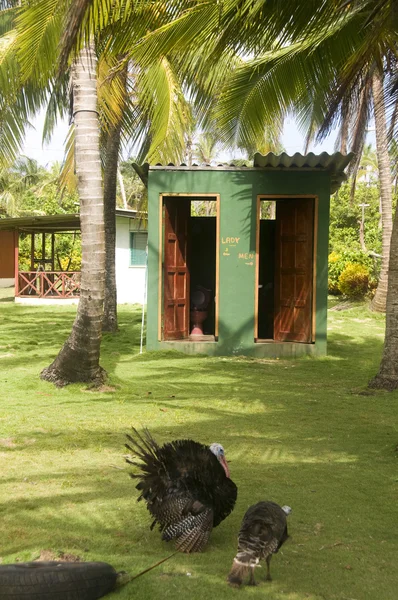 Outdoor toilets big corn island farm nicaragua — Stock Photo, Image