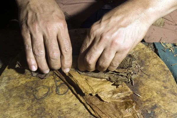 Foglie di tabacco arrotolate a mano per la produzione di sigari — Foto Stock