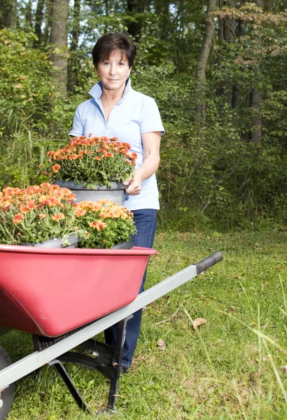 Female middle age senior gardener planting chrysanthemum flower — Stock Photo, Image