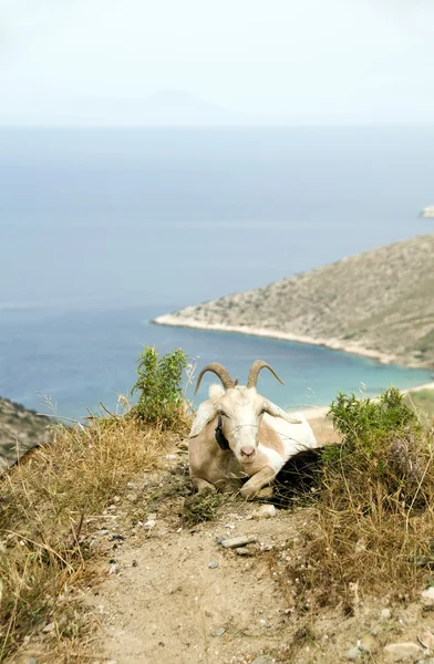 Agia theodoti beach IOS cyclades Yunanistan üzerinden koyun boynuzlu dağ — Stok fotoğraf