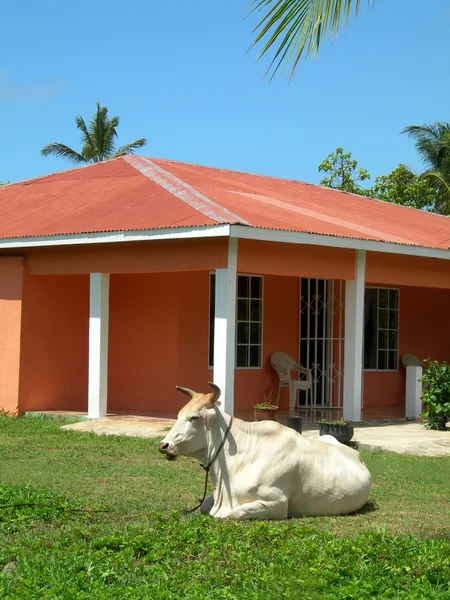 Large farm animal bull on house property big corn island nicaragua — Stock Photo, Image