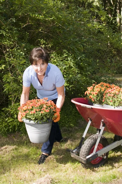 Žena středního věku vedoucí zahradník výsadby maminek v zahradě — Stock fotografie