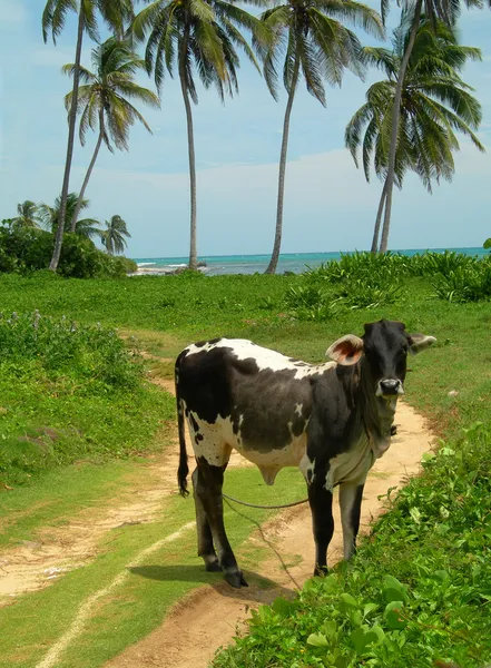 Cow grazing empty beach with palm trees Nicaragua Caribbean — Stock Photo, Image
