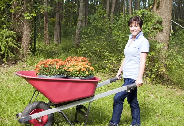 Edad media mujer mayor jardinería rueda carretilla crisantemos — Foto de Stock