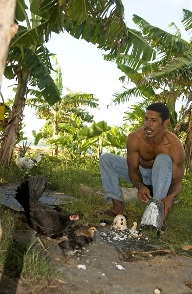 Uomo nativo alimentazione polli cocco — Foto Stock