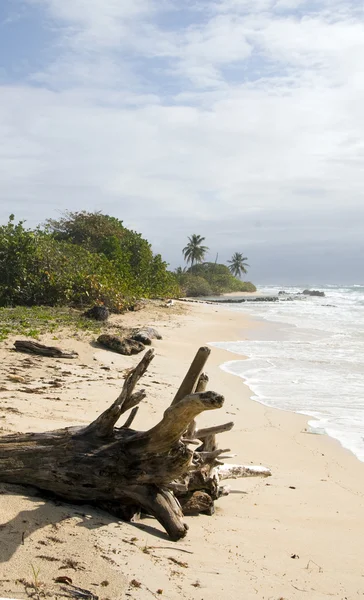 Driftwood coconut palm trees undeveloped beach Corn Island Nicaragua — Stock Photo, Image