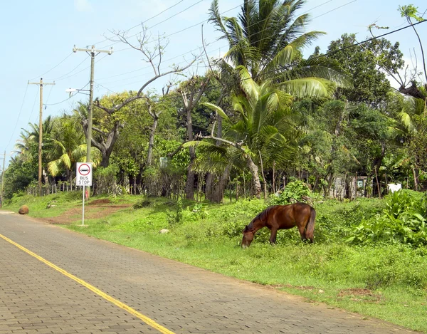 Cavalo cena de rua típico na estrada milho ilha nicarágua — Fotografia de Stock