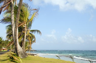 gelişmemiş sally şeftali beach palm ağaçlar