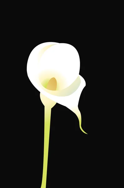 Roep Lily. — Stockvector