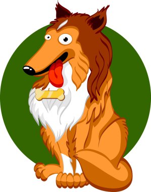 Shetland koyun