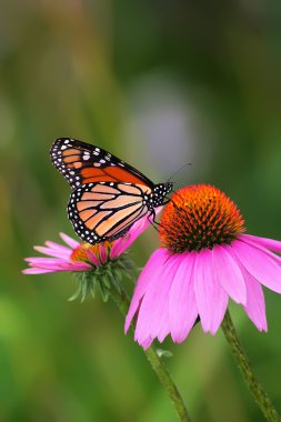 Monarch coneflower üzerinde