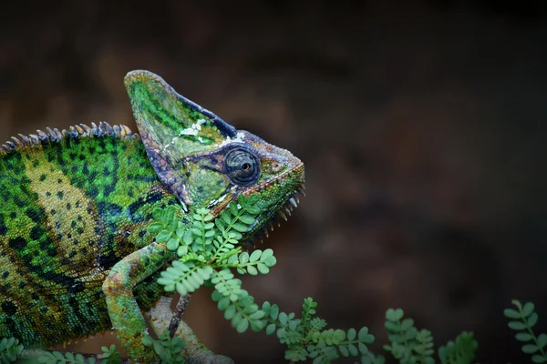 Chameleon jemenský — Stock fotografie