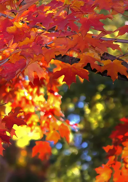 Autumn Leaves of Indiana — Stock Photo, Image