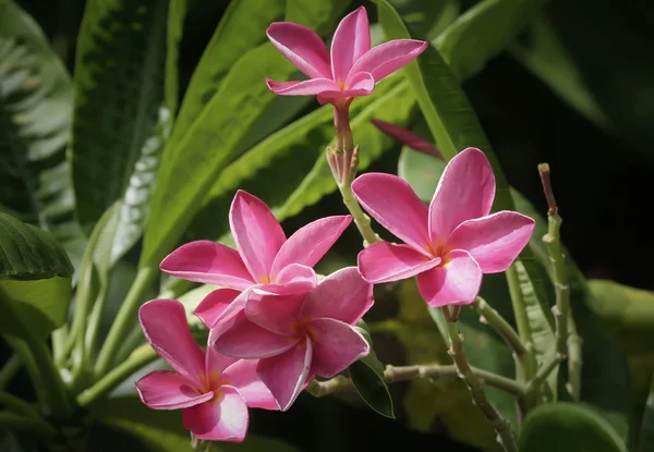 Roze plumeria bloemen — Stockfoto