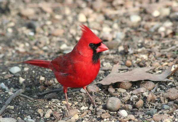 Cardinale rosso — Foto Stock