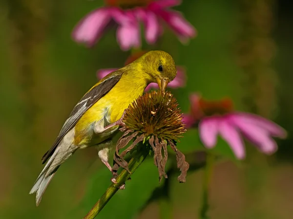 Goldfinch americano — Fotografia de Stock