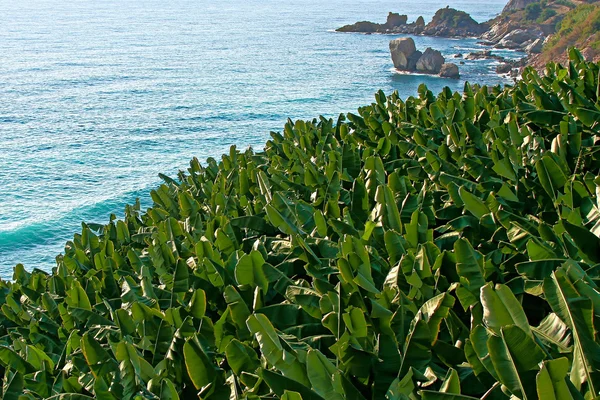 Muz ağaçları deniz