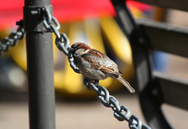 Sparrow balançando na corrente — Fotografia de Stock