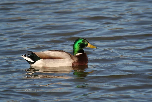 Stockentenmännchen — Stockfoto