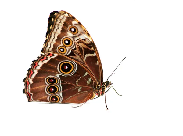 Mariposa búho aislada en blanco —  Fotos de Stock