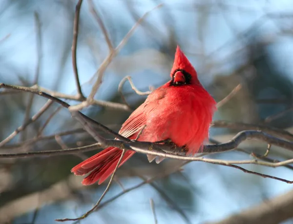 Cardenal rojo pájaro en árbol — Foto de Stock