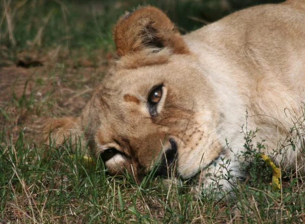 Triste lion femelle avec des larmes — Photo