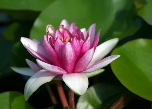 Roze en witte waterlily — Stockfoto