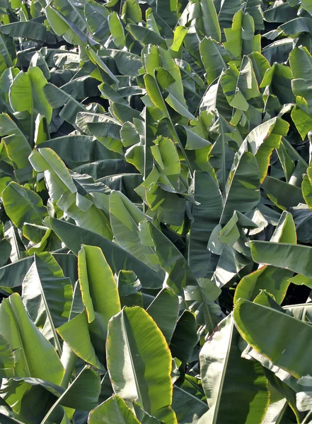 Banana Tree Leaves