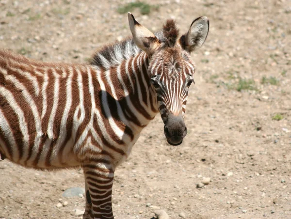 Młodych zebra — Zdjęcie stockowe
